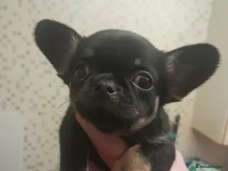 Chihuahua dogs Chihuahua pups - Advert 17