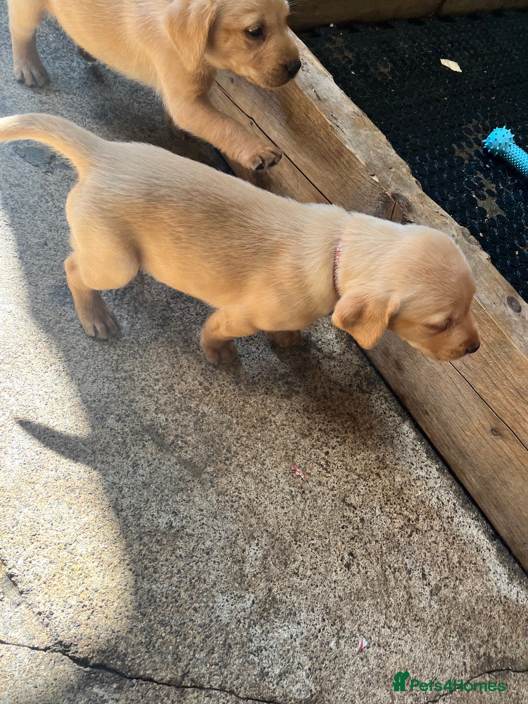 Labrador Retriever dogs for sale: Fox red Labrador puppies  - Image 10