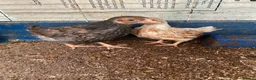 Mixed Breed poultry for sale: Beautiful Quals and Quals and chicken - Advert 9