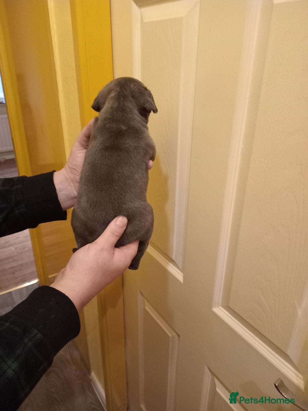 Staffordshire Bull Terrier dogs for sale: Kc Registered staff bull terrier blue  brindle  - Image 7