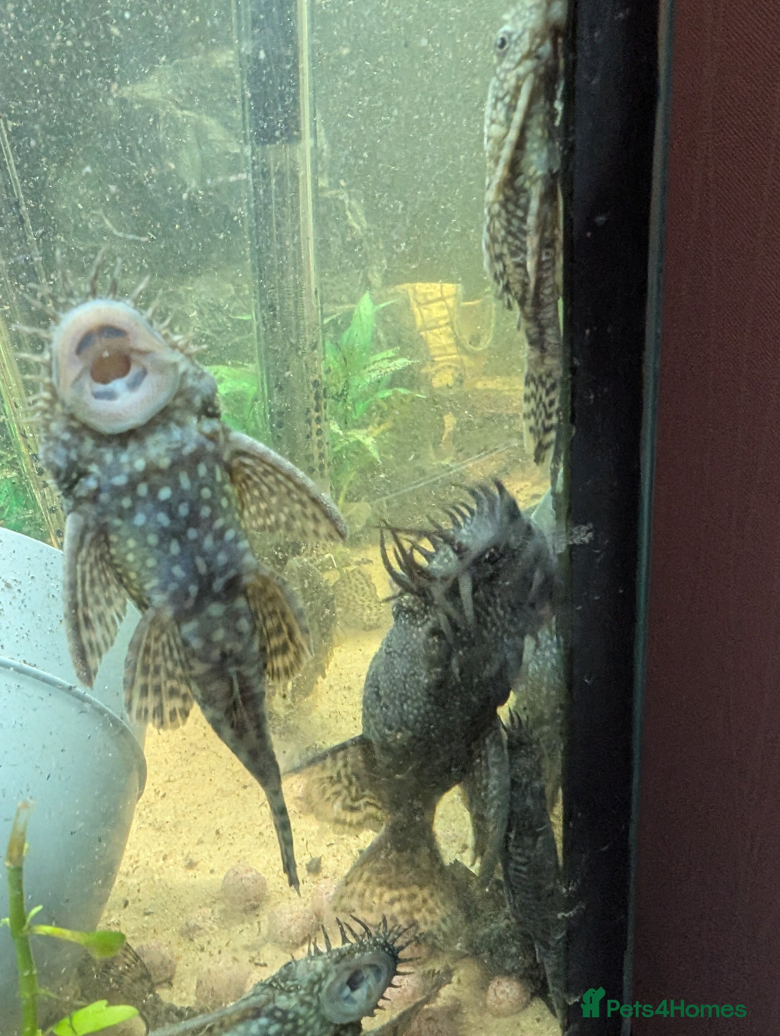 Plecos fish Male and female plecs  - Advert 1