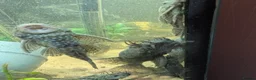 Plecos fish for sale: Male and female plecs  - Advert 1
