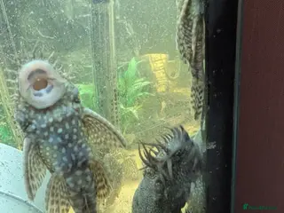 Plecos fish Male and female plecs - Advert 1
