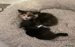 Mixed Breed cats for sale: Gorgeous Kitten - Image 2