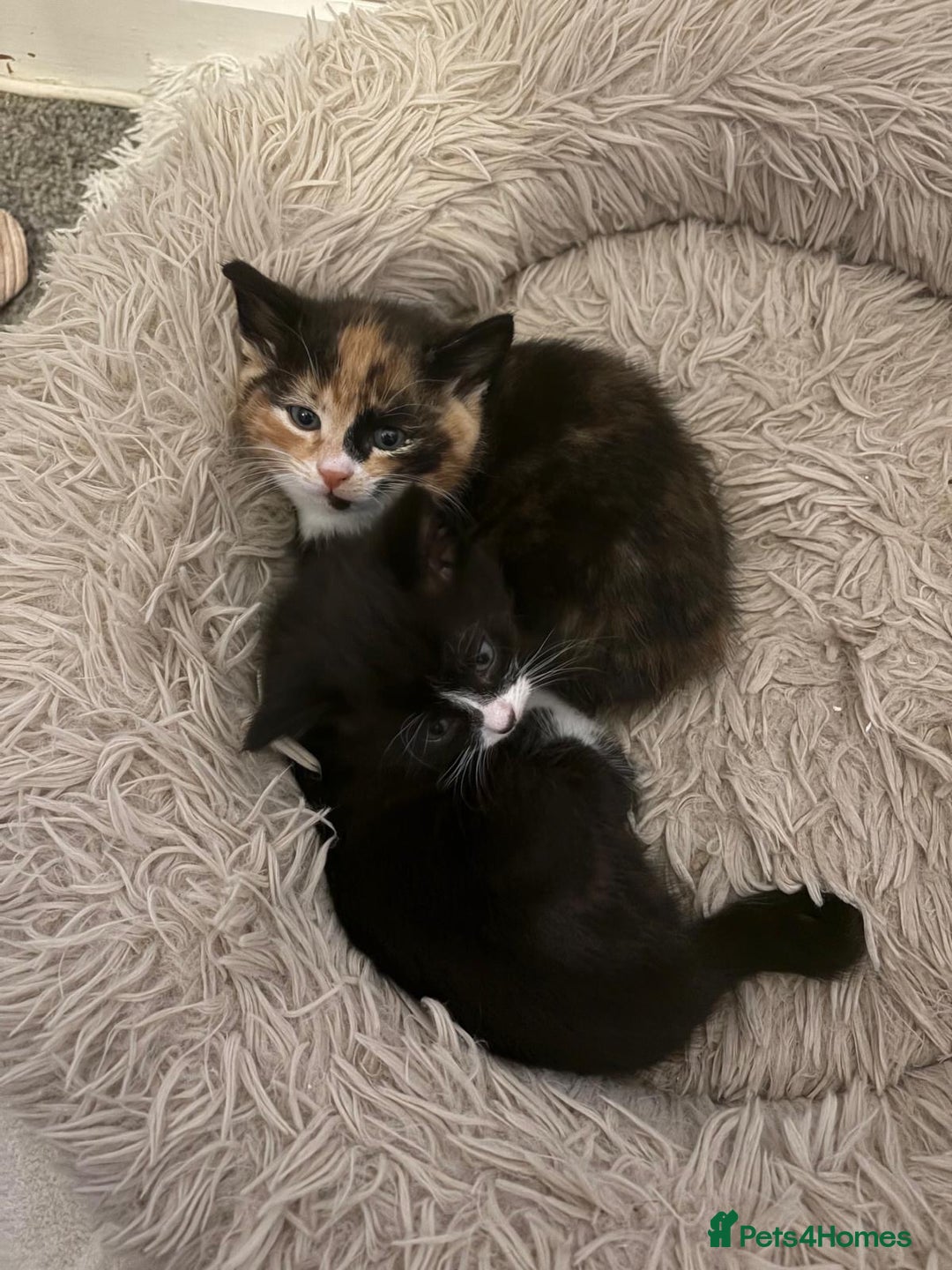 Mixed Breed cats for sale: Gorgeous Kitten - Image 2