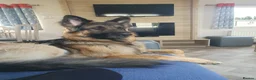 German Shepherd dogs for stud: Simba at stud in Castleford - Advert 6