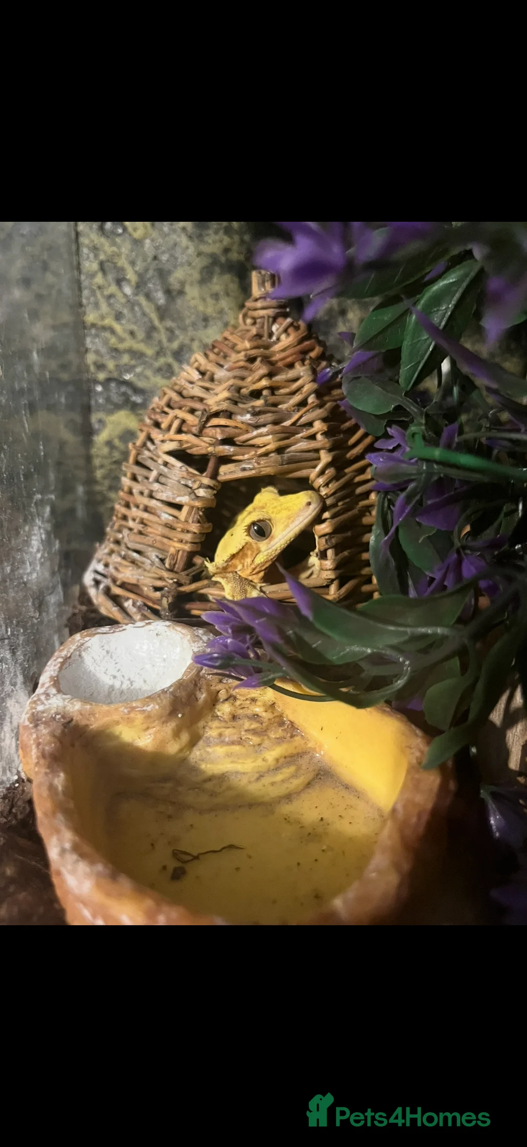 Lizard reptiles for sale:  crested gecko - Advert 3