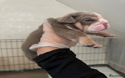 English Bulldog dogs for sale: English bulldog pups - Image 11