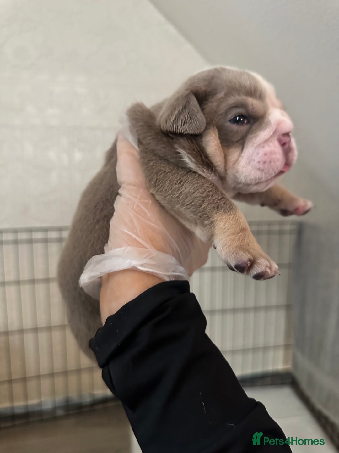 English Bulldog dogs for sale: English bulldog pups - Image 11