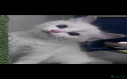 Ragdoll cats for sale: 2 female blue bicoloured ragdolls for sale🤍 - Image 2