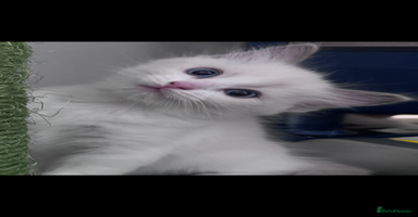 Ragdoll cats - Advert 5