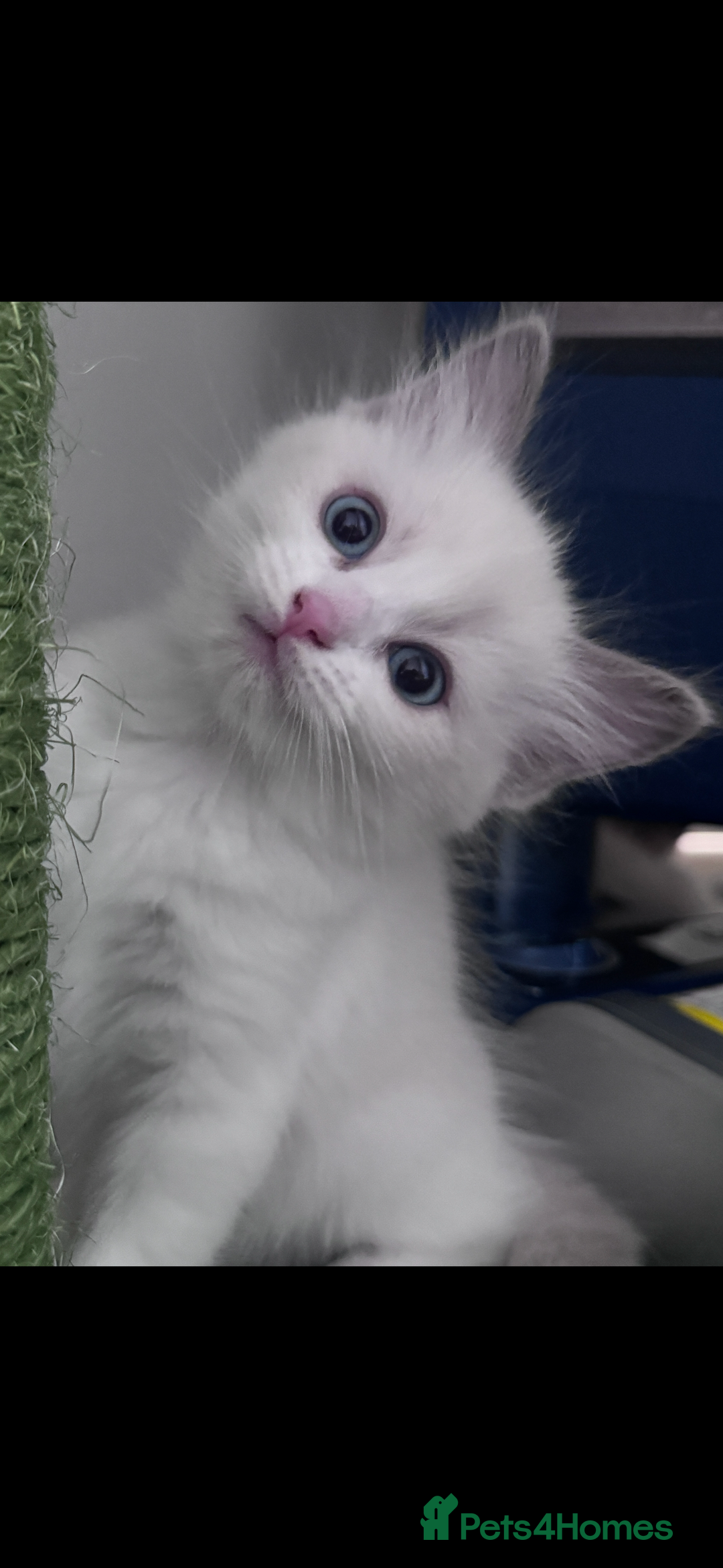 Ragdoll cats for sale: 2 female blue bicoloured ragdolls for sale🤍 - Image 2