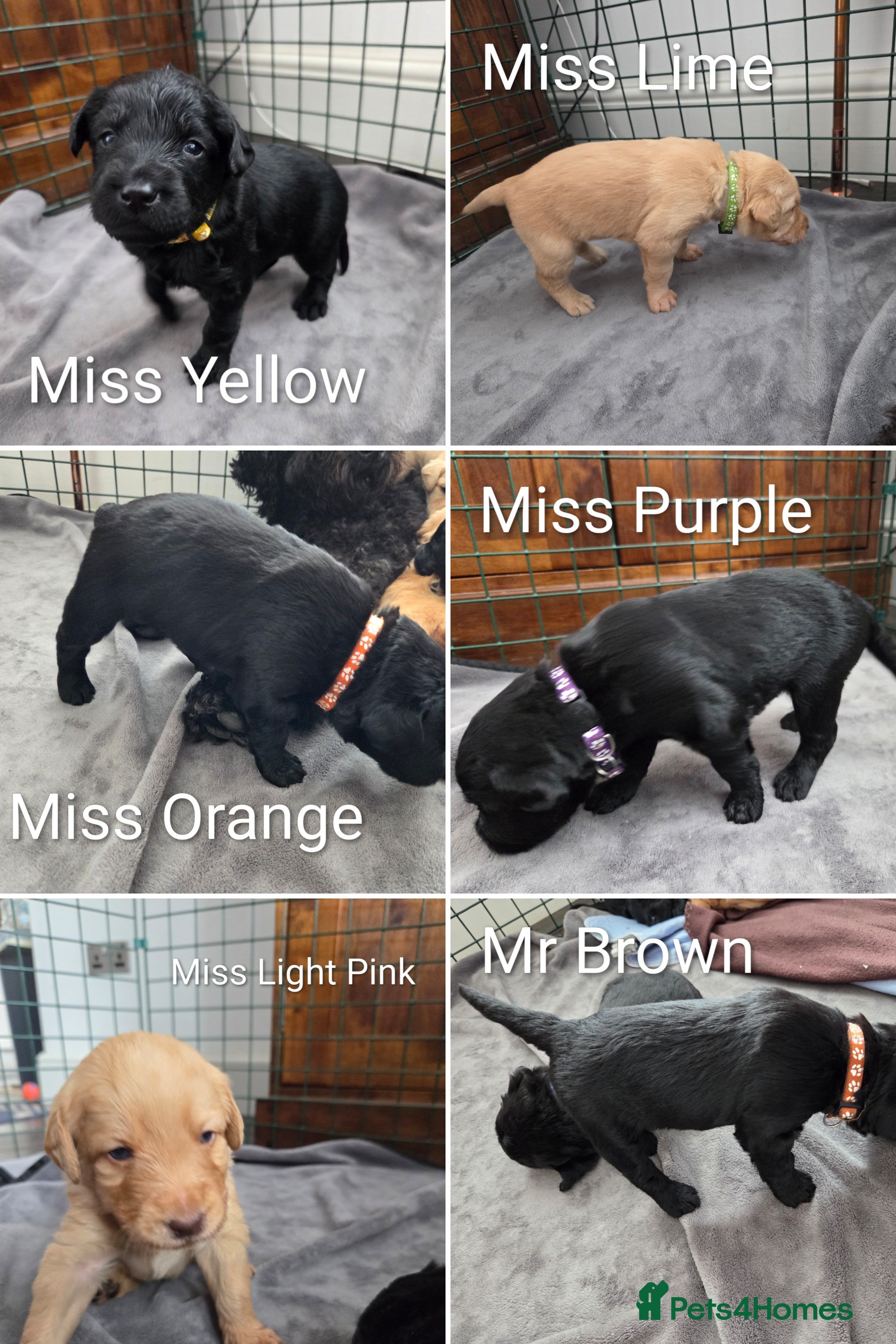 Labradoodle dogs Labrodoodle Puppies - Advert 5