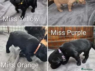 Labradoodle dogs Labrodoodle Puppies - Advert 10