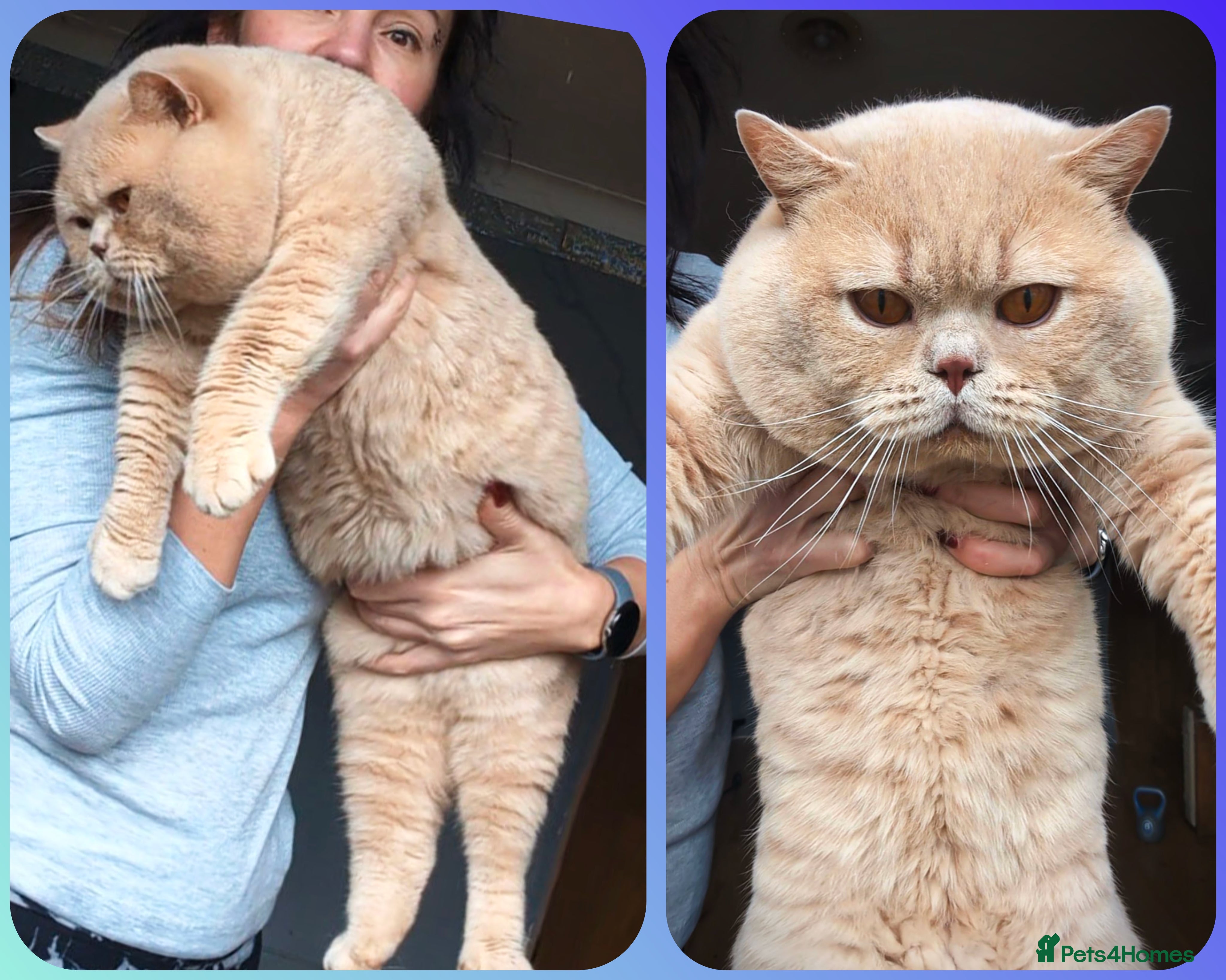 British Shorthair cats 💦PROVEN‼️GCCF & TICA reg‼️🐾CREAM 🩸Blood B - Advert 1