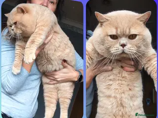 British Shorthair cats 💦PROVEN‼️GCCF & TICA reg‼️🐾CREAM 🩸Blood B - Advert 1