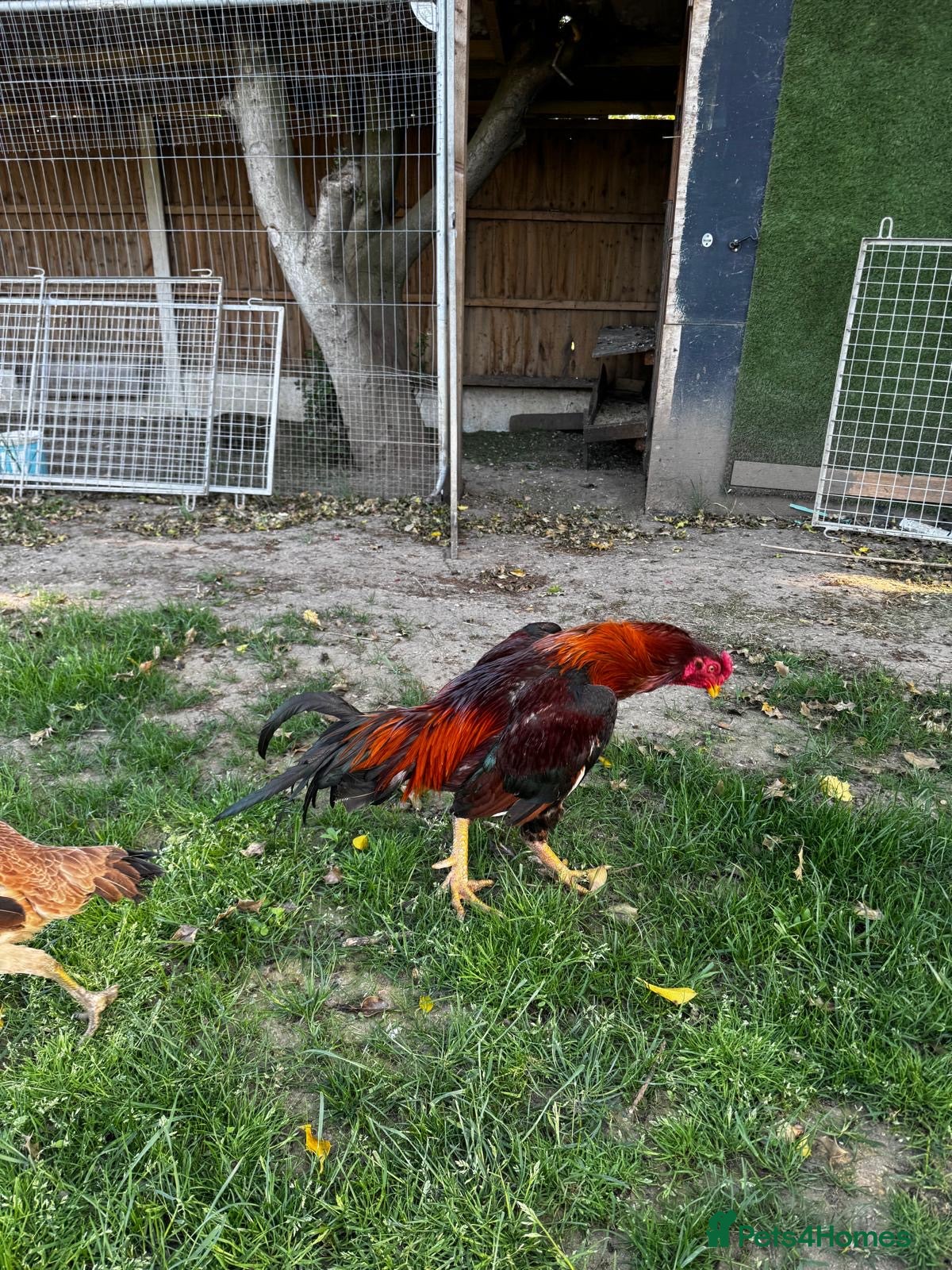Chickens poultry for sale: Rooster and chickens for sale £250 for all 4 - Advert 3