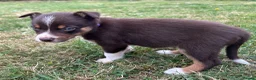 Mixed Breed dogs for sale: Welsh collie X border collie pups for sale  in Llanwrda - Advert 6