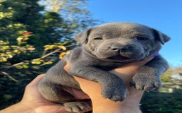 Staffordshire Bull Terrier dogs for sale: SIMPLY STUNNING COI 5.4% - Advert 4