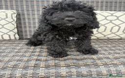 Cockapoo dogs for sale: 🐾STUNNING COCKERPOO F1 health tested parents 🐾 - Image 1