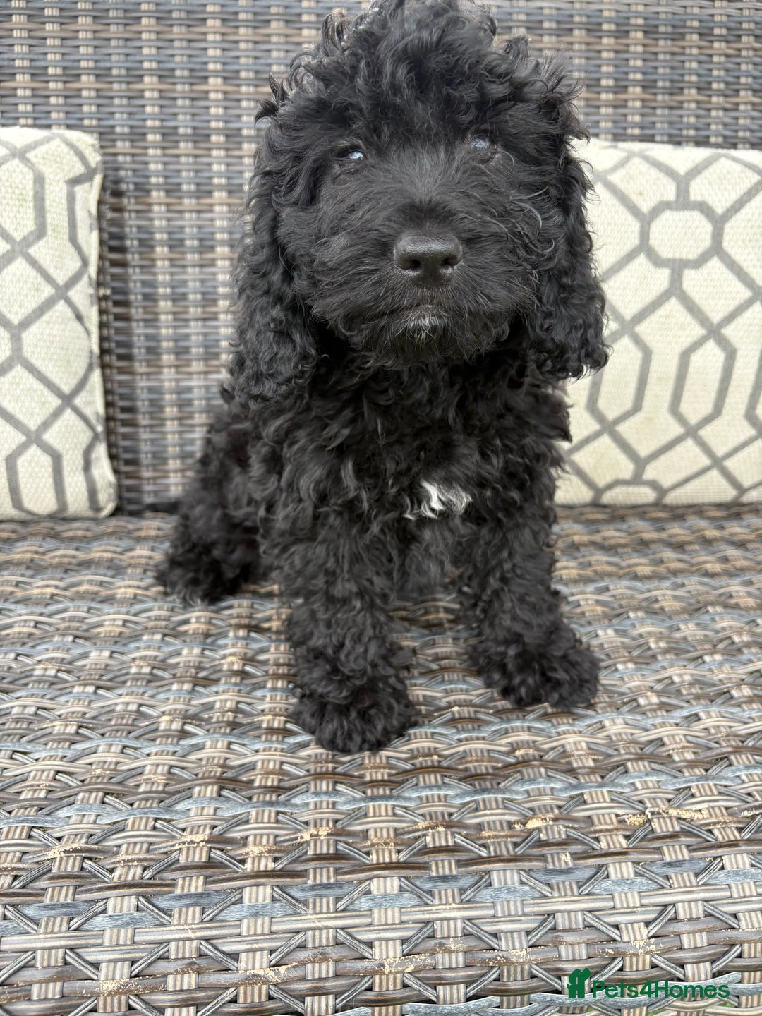 Cockapoo dogs for sale: 🐾STUNNING COCKERPOO F1 health tested parents 🐾 - Image 1