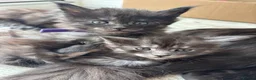 Maine Coon cats for sale: 🖤Stunning Black Smoke Maine Coon Girls - Advert 14