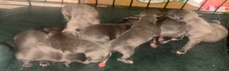 Whippet dogs for sale: Beautiful blue and blue brindle Whippet puppies - Advert 11