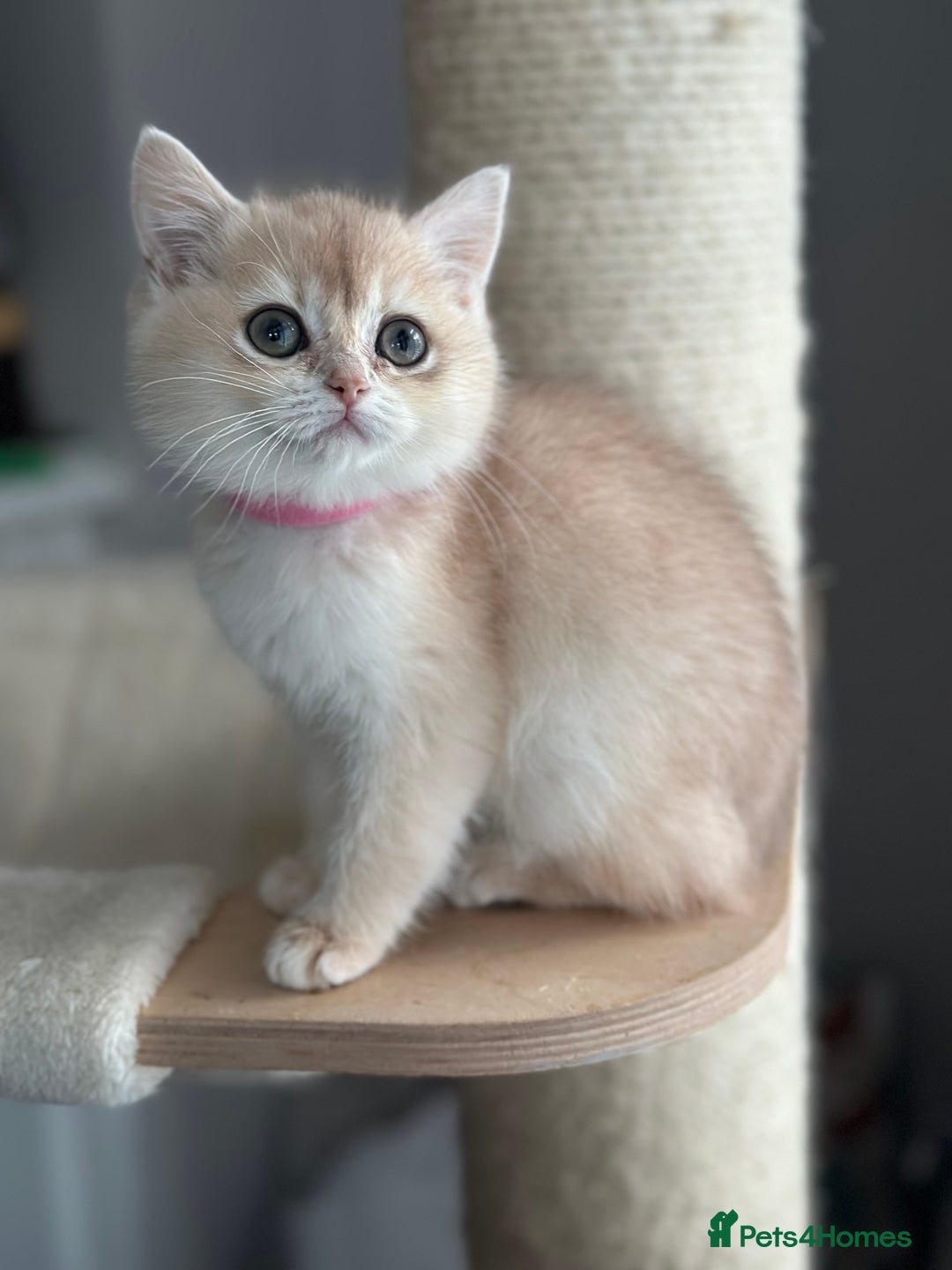 British Shorthair cats for sale: ‼️READY NOW‼️ 2 kittens left  - Advert 29