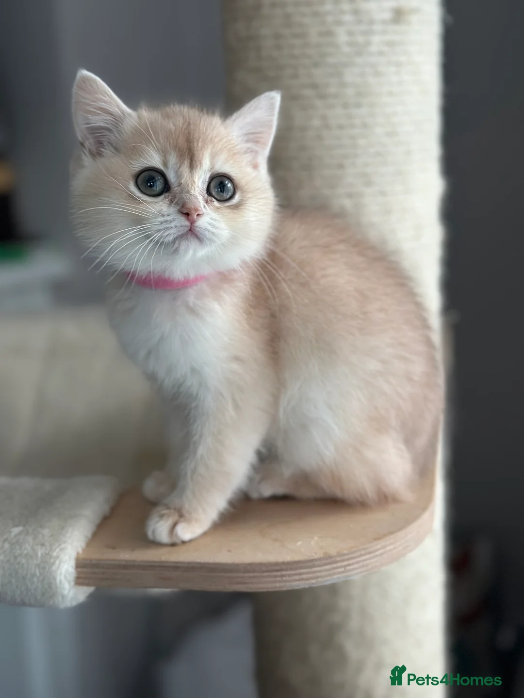 British Shorthair cats for sale: ‼️READY NOW‼️ - Advert 29