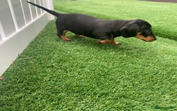 Miniature Dachshund dogs for sale: 4 adorable miniature dachshund puppies  - Image 17