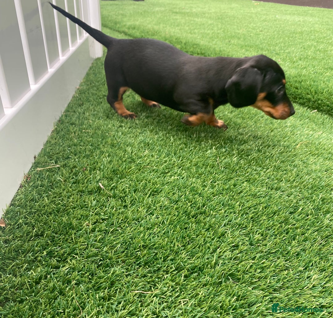 Miniature Dachshund dogs for sale: 4 adorable miniature dachshund puppies  - Image 17