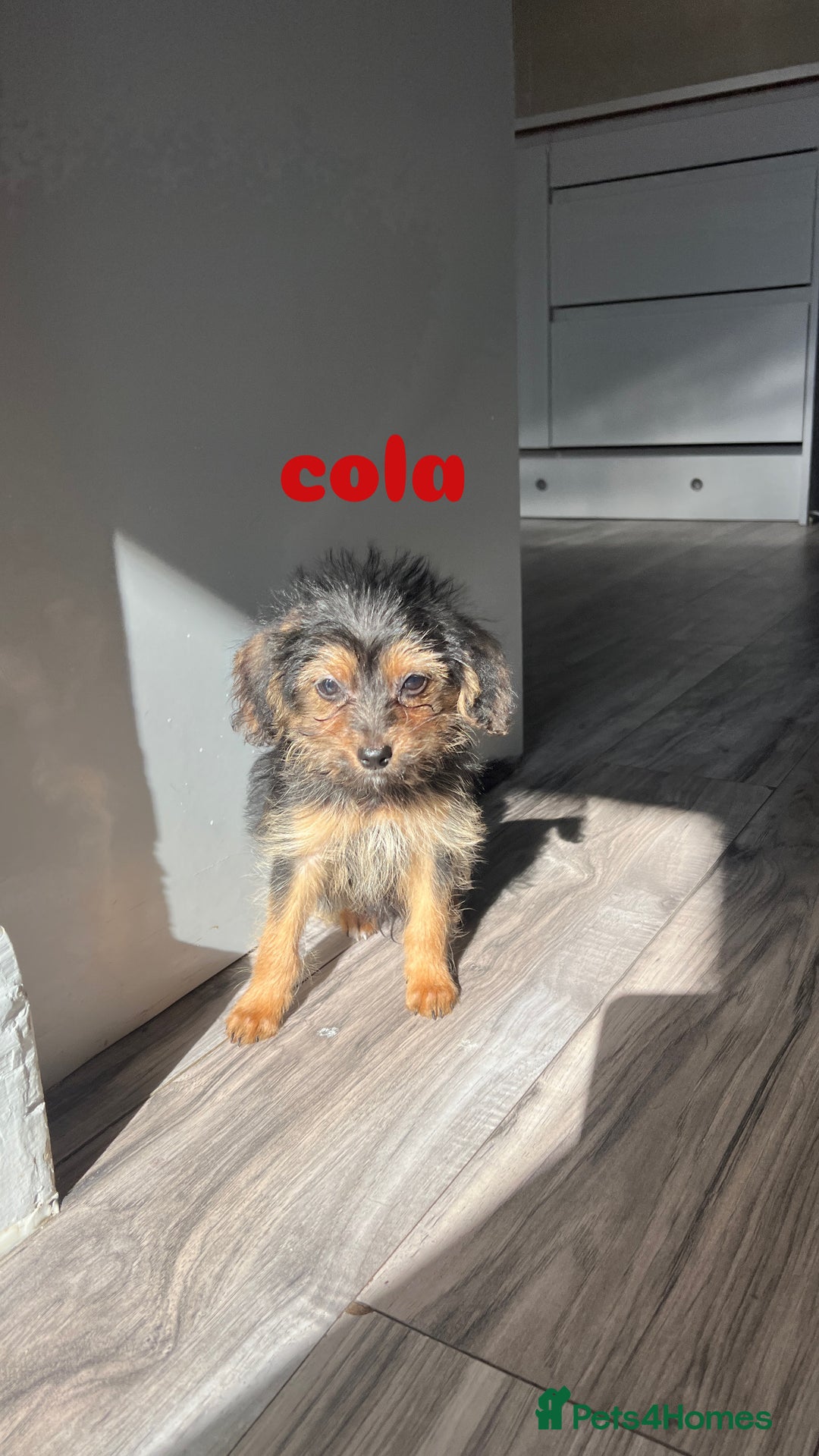 Mixed Breed dogs for adoption: Cola & Pepsi are looking for their forever home! - Image 5