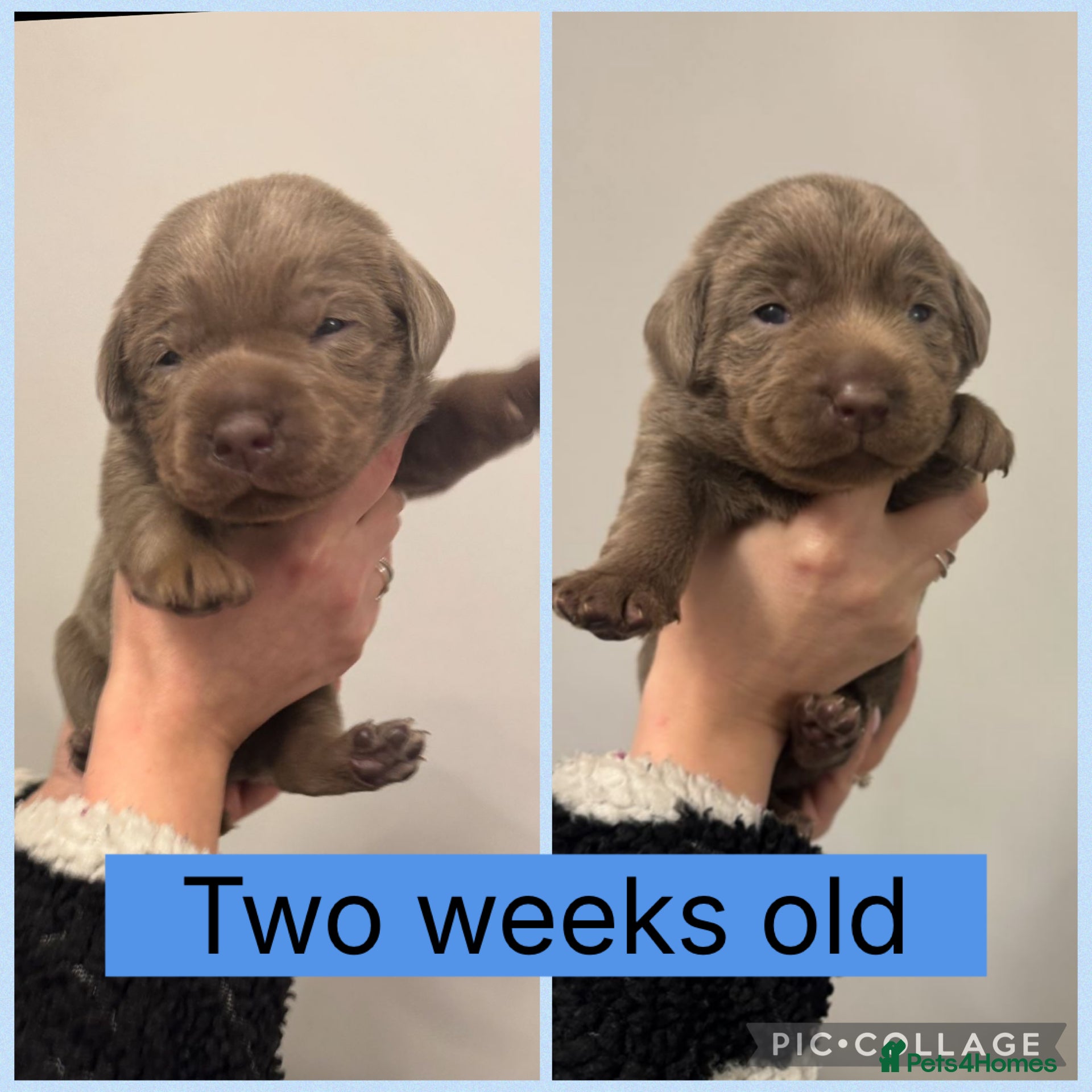 Labrador Retriever dogs KC REG top quality chunky silver Labrador puppies  - Advert 3