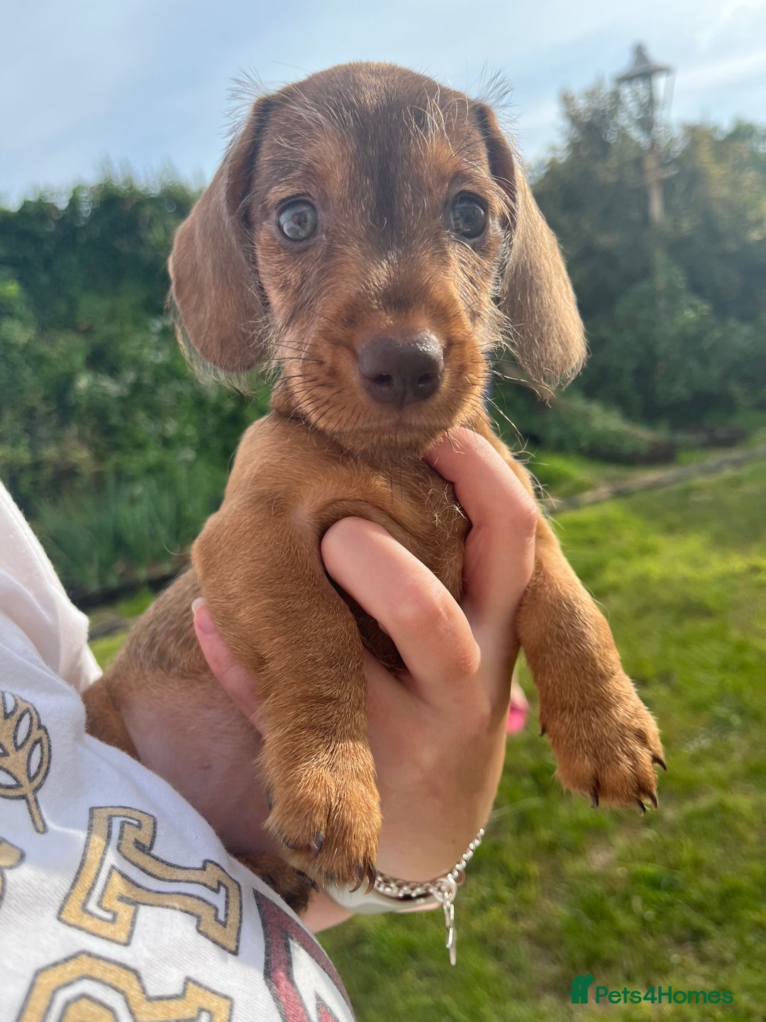 Miniature Dachshund dogs for sale: Miniature Wire Haired Dachshund Puppies - Image 14