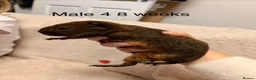 Guinea Pig rodents for sale: Agouti baby guinea pigs 5 males 1 female  - Advert 13