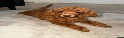Maltipoo dogs for sale: 🐾 Beautiful Maltipoo girl 🎀💝 - Advert 2