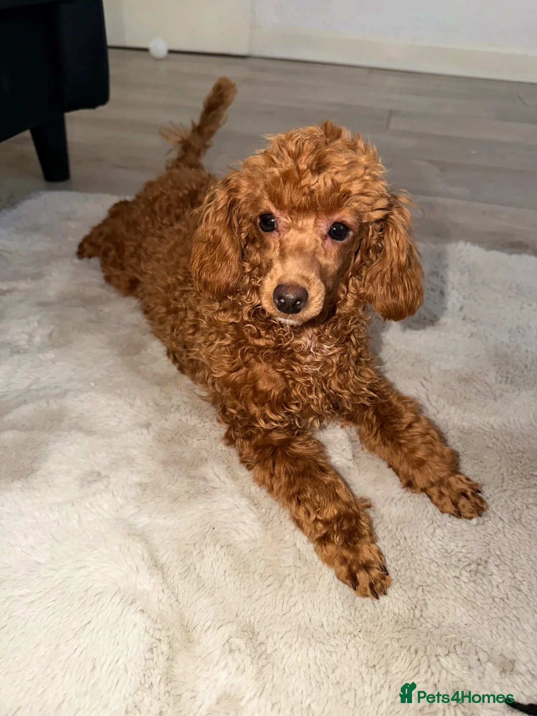 Maltipoo dogs for sale: 🐾 Beautiful Maltipoo girl 🎀💝 - Advert 2