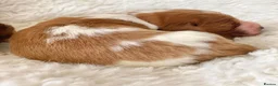 Welsh Springer Spaniel dogs for sale: KC Reg Welsh Springer Spaniels Fully Health Tested - Advert 23
