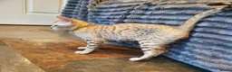 Bengal cats for sale: 🐆💕Very Beautiful Tica Registered Bengal Kittens. - Advert 10