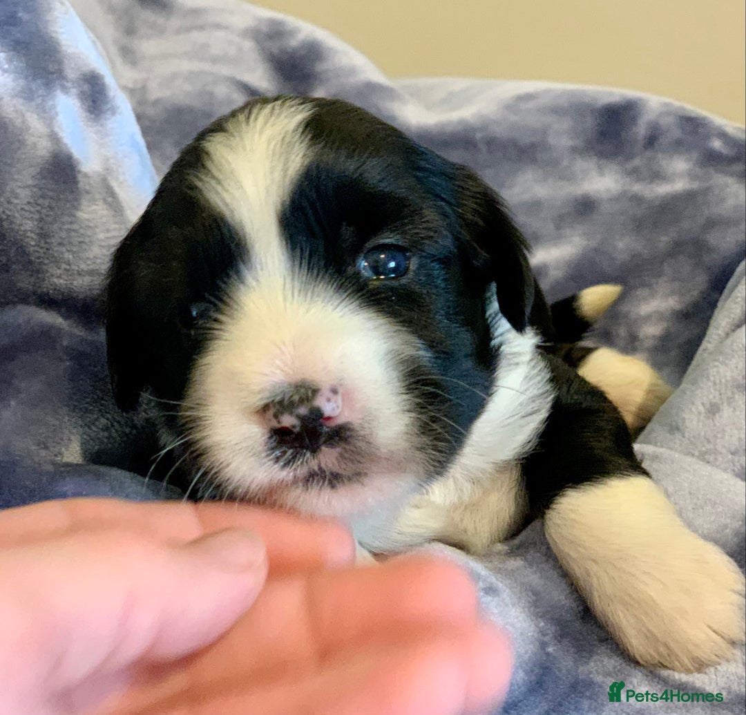 Tibetan Terrier dogs for sale: Lovely Litter of KC Reg Tibetan Terrier puppies  - Advert 10