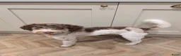Miniature Poodle dogs for stud: Brown Phantom Merle Mini Poodle health tested in Stockton-on-Tees - Advert 15