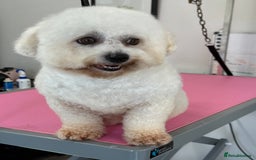 Bichon Frise dogs for sale: Gorgeous Bichon Girl  - Image 4