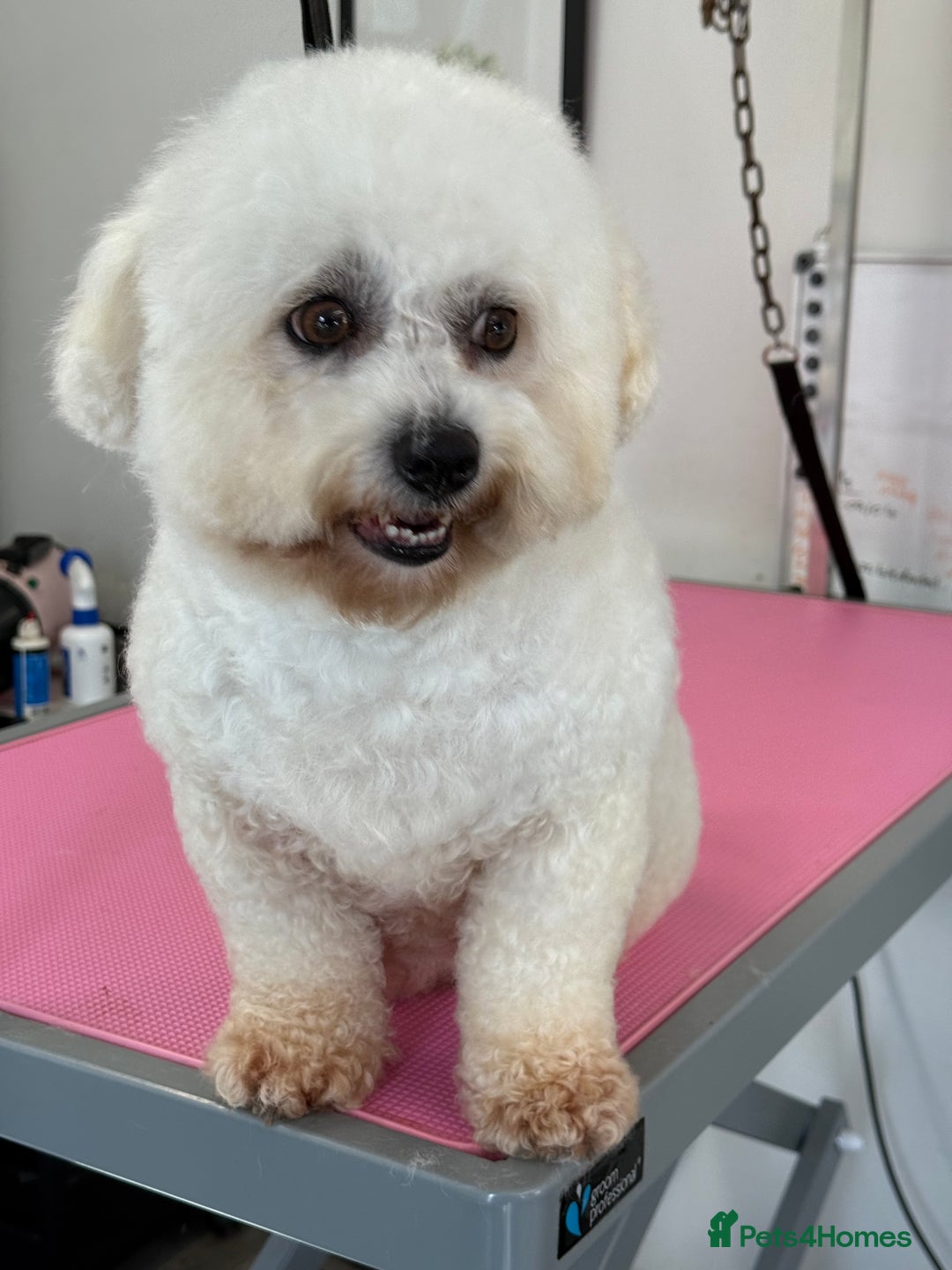 Bichon Frise dogs for sale: Gorgeous Bichon Girl  - Image 4