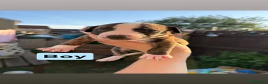 Mixed Breed 4