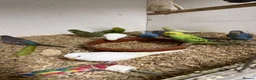 Budgerigars birds for sale: Bf, split bf, cockatiel, normals and canary - Advert 11