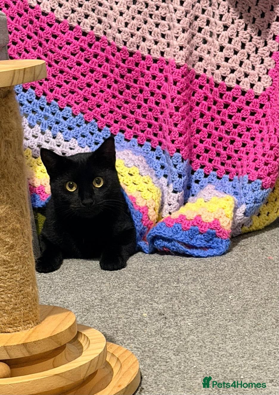 Domestic Shorthair cats Mia, looking for an OUTDOOR / FARM home - Advert 1