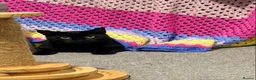 Domestic Shorthair cats for adoption: Mia, looking for an OUTDOOR / FARM home - Advert 1