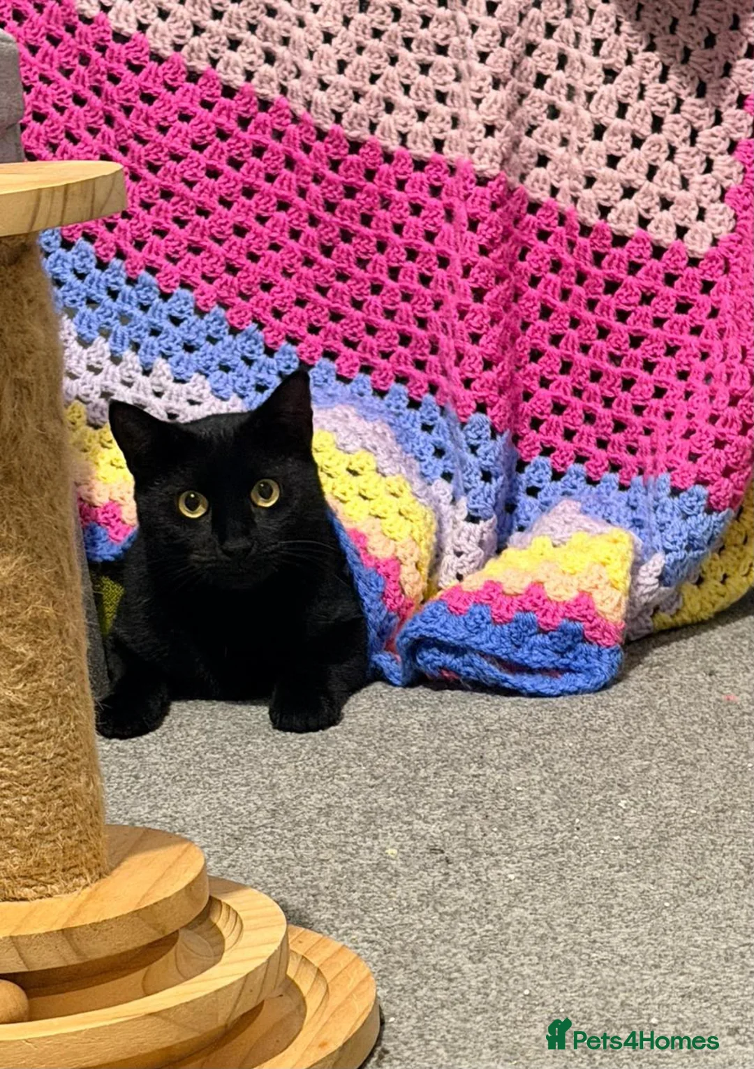 Domestic Shorthair cats for adoption: Mia, looking for an OUTDOOR / FARM home - Advert 1