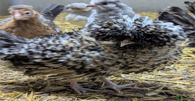 Chickens poultry - Advert 12