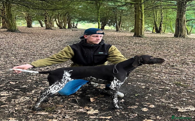 German Shorthaired Pointer dogs - Advert 1